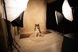 Sheltie in de diervriendelijke studio in Assen met softboxen en doorlopende achtergrond