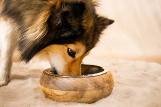 Productfoto van een dierenproduct voor een webshop in de dierenbranche