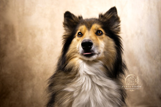 Studioportret van een sheltie tegen een warme bruine achtergrond